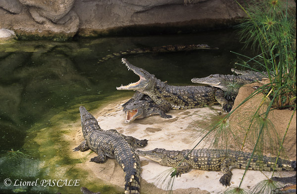 La ferme aux Crocodiles , site unique en Europe